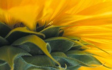 Sonnenblume-Postkarte_061