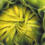 Sonnenblumen-Postkarte_060