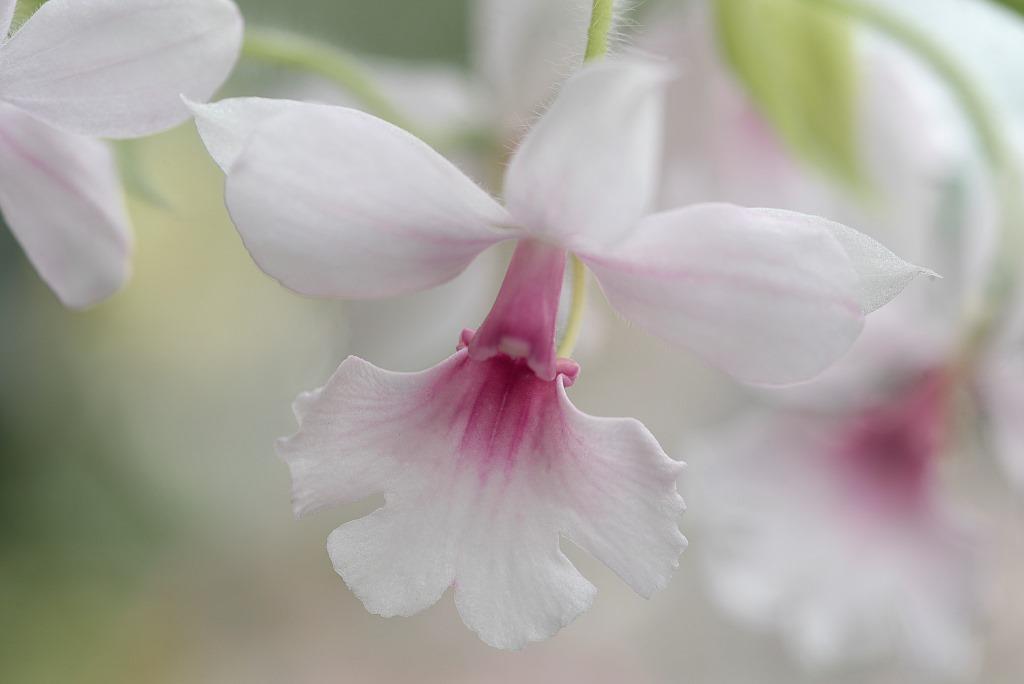 Orchidee-Postkarte_300